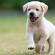 Image for article titled No Such Thing as an 'Average Dog': How Pups Get Their Personalities
